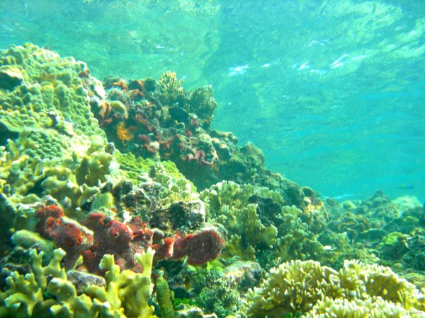 88- Reef 